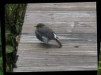 Plumbeous Redstart - ML623512938