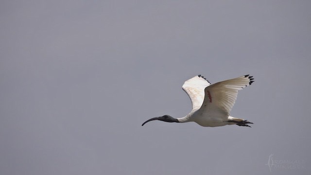 Australian Ibis - ML623512939