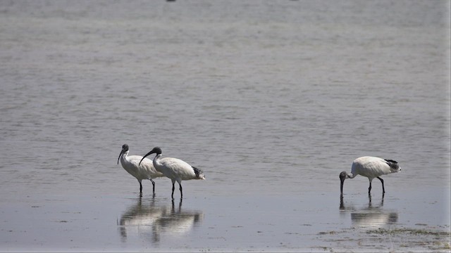 Australian Ibis - ML623512940