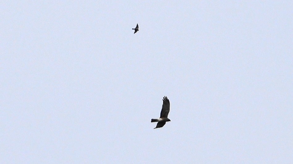 Swamp Harrier - ML623512949