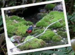 White-capped Redstart - ML623512975