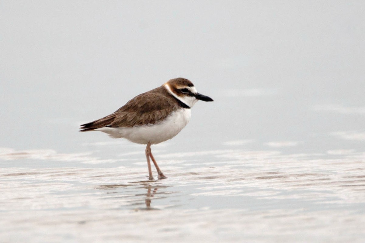 Wilson's Plover - ML623513000