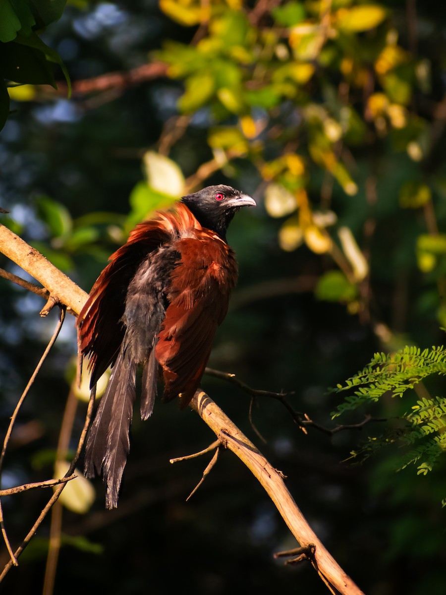 Greater Coucal - ML623513025