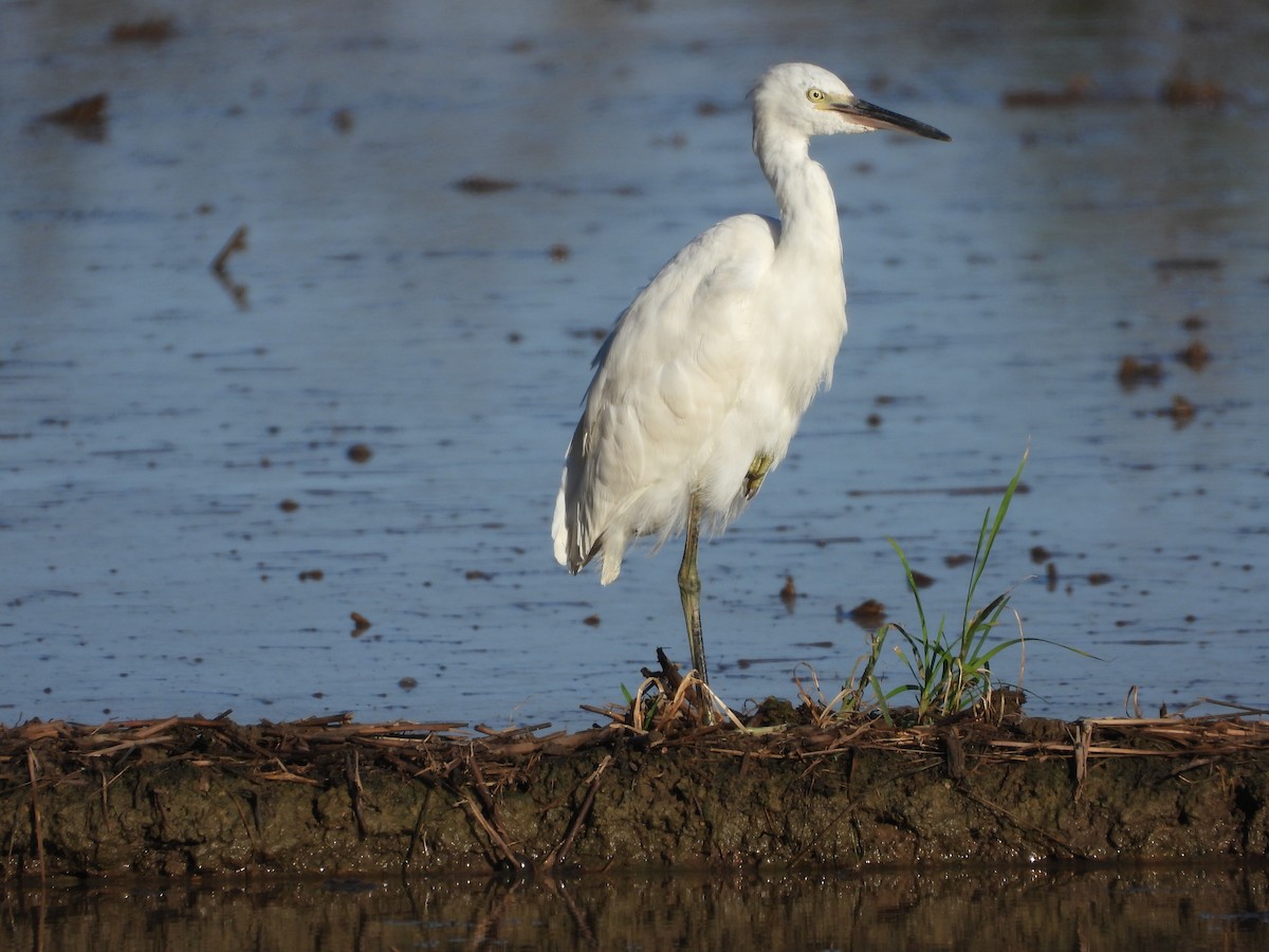 Chinese Egret - ML623513125