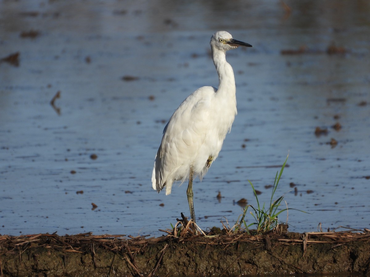 Chinese Egret - ML623513126