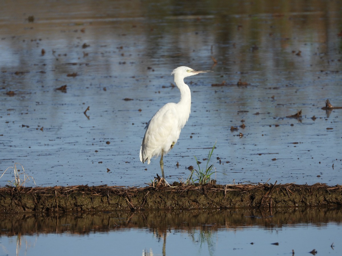 Chinese Egret - ML623513127