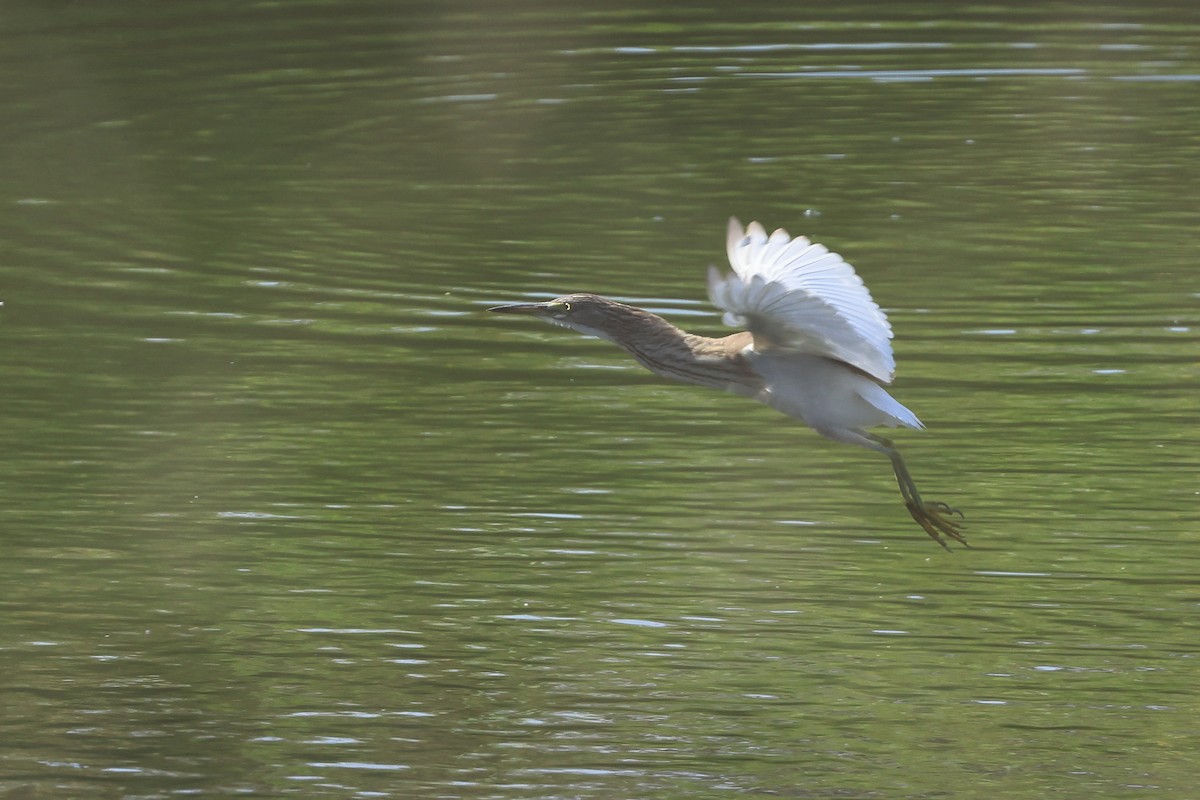 Squacco Heron - ML623513156