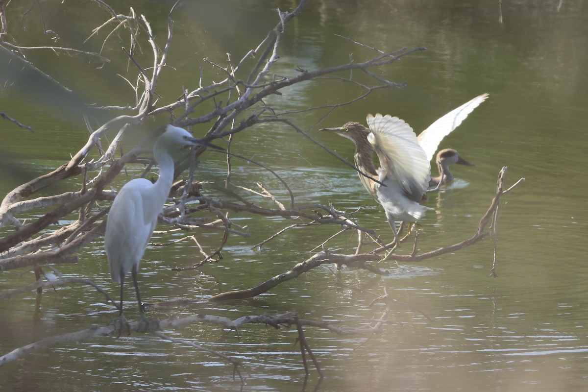 Squacco Heron - ML623513157