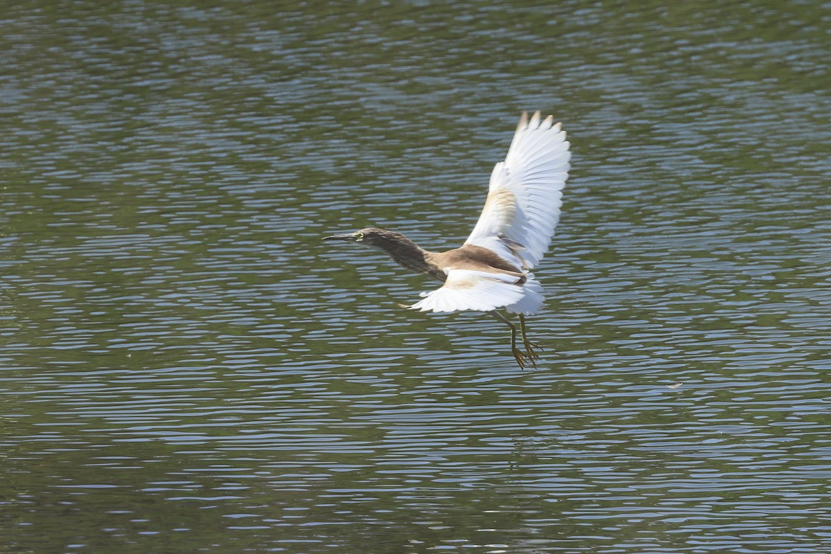 Squacco Heron - ML623513158