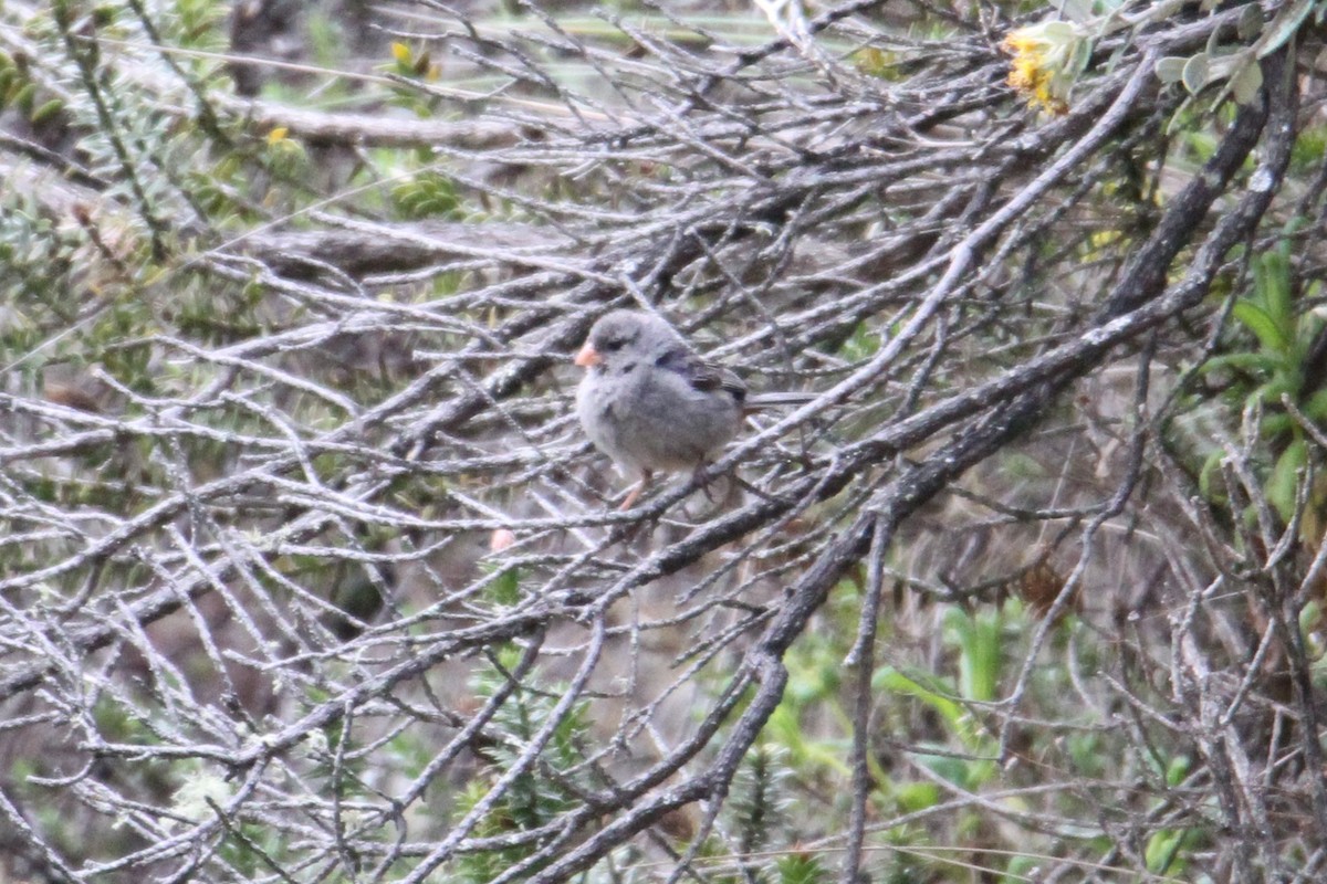 Plain-colored Seedeater - Matt W