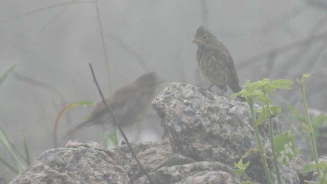 Crested Bunting - ML623513187