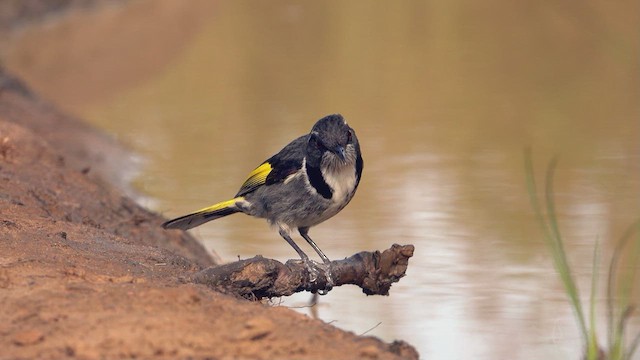 Crescent Honeyeater - ML623513190