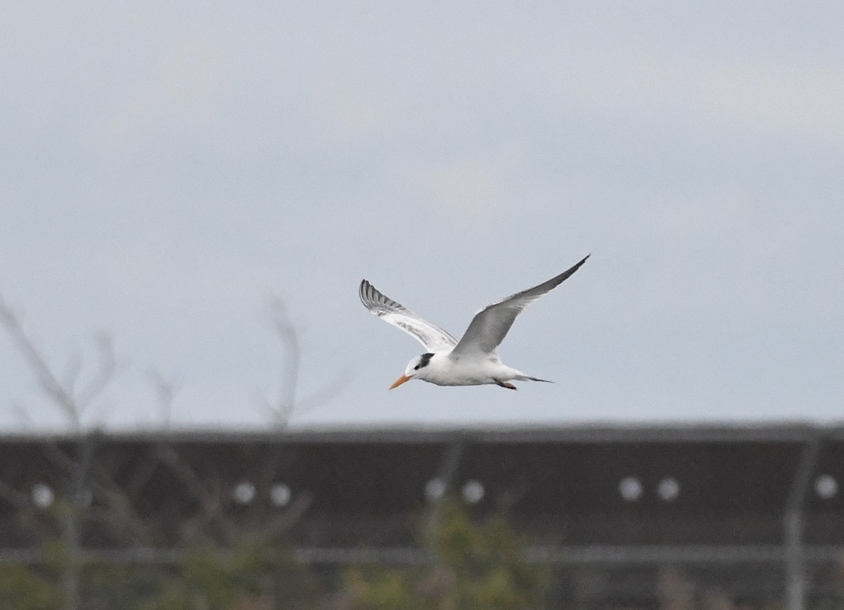 Royal Tern - ML623513192