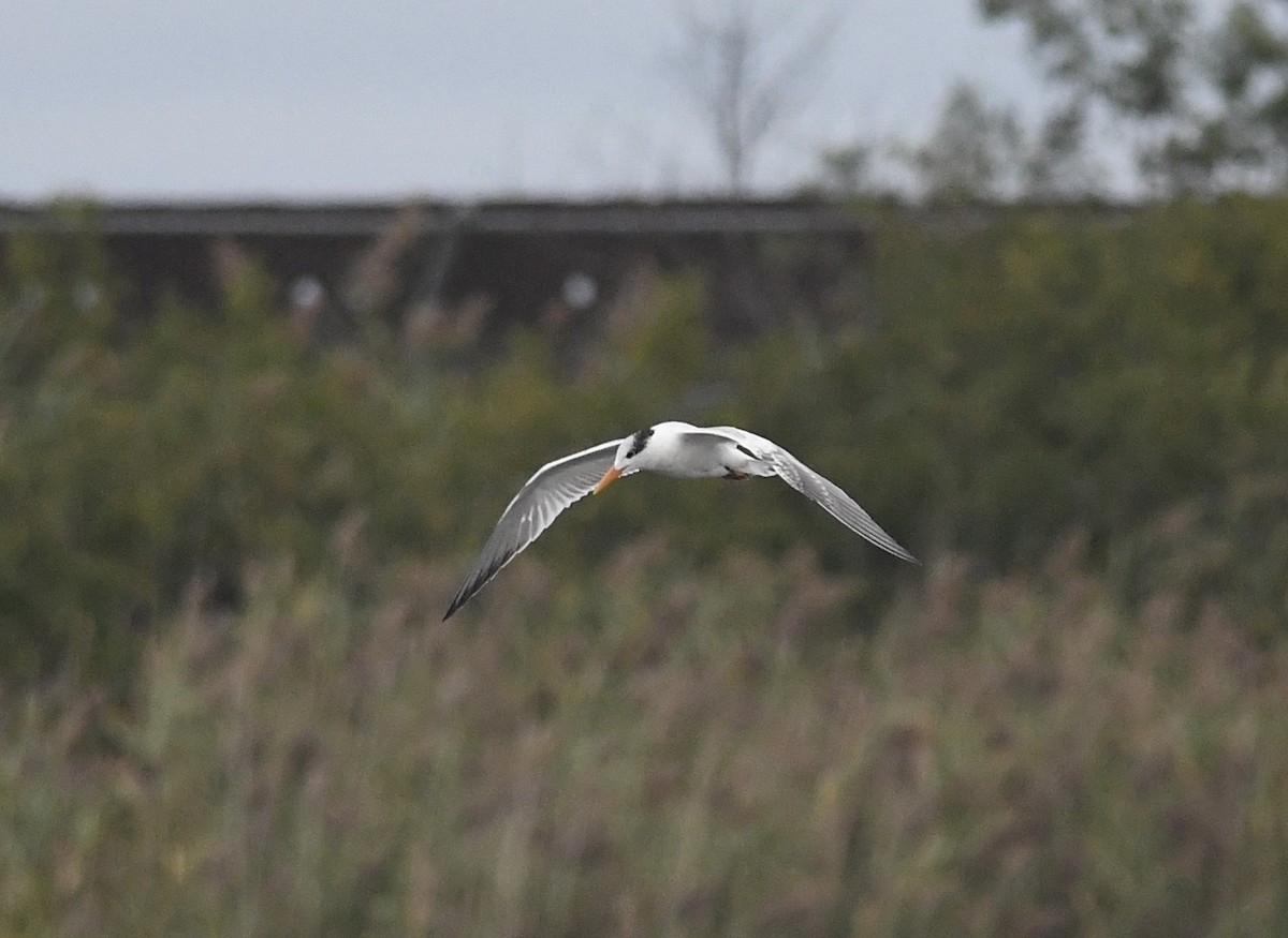 Royal Tern - ML623513193