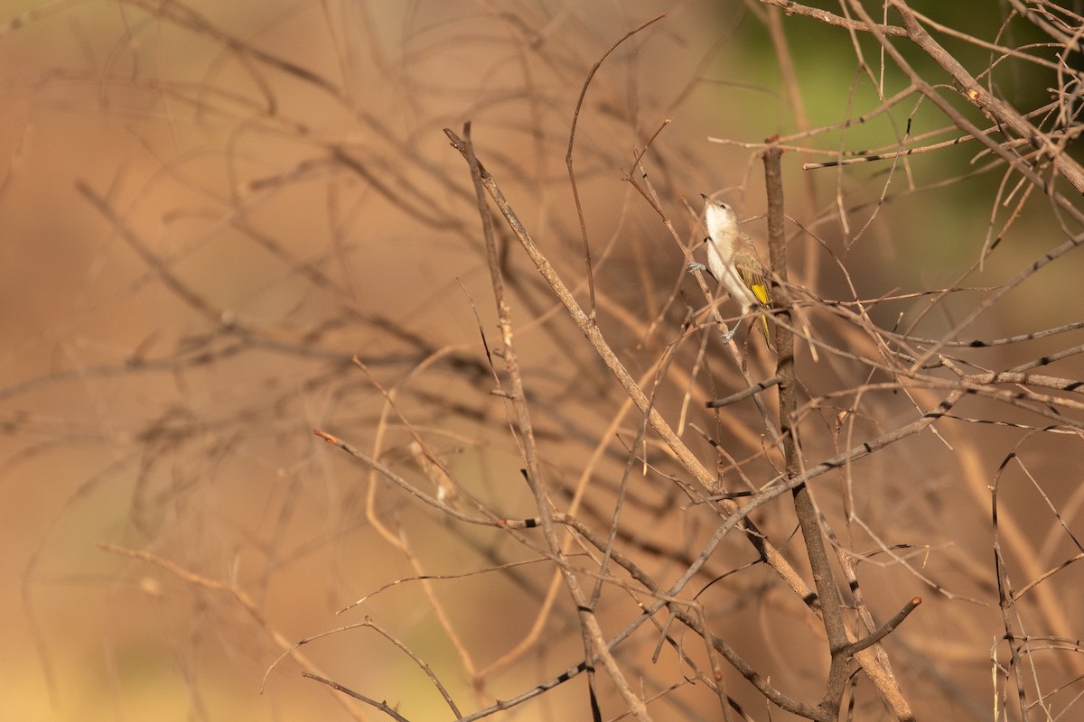 Rufous-throated Honeyeater - ML623513218