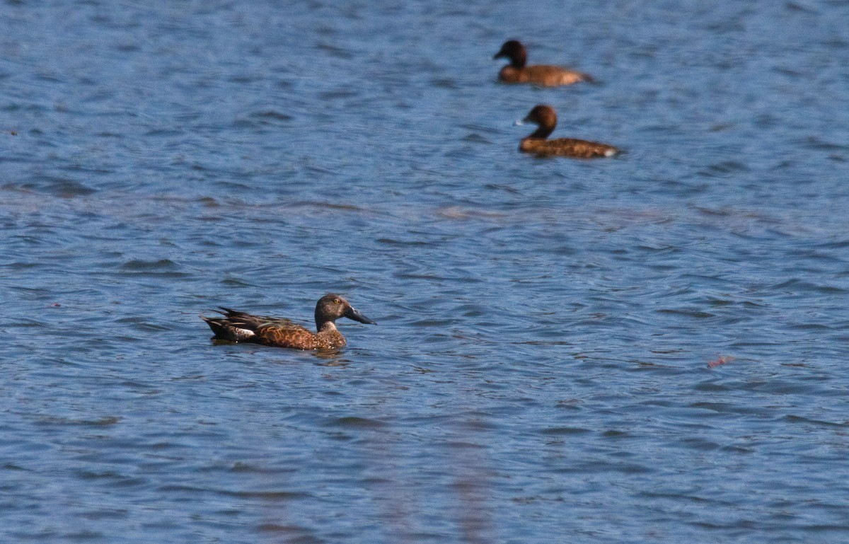 Australasian Shoveler - Kent Warner