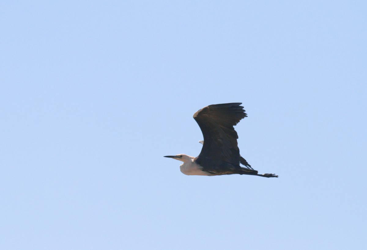 Pacific Heron - Kent Warner