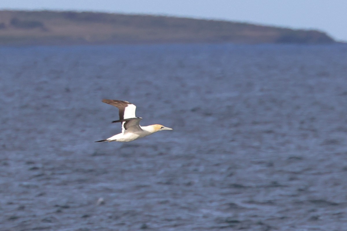 Australasian Gannet - ML623513263