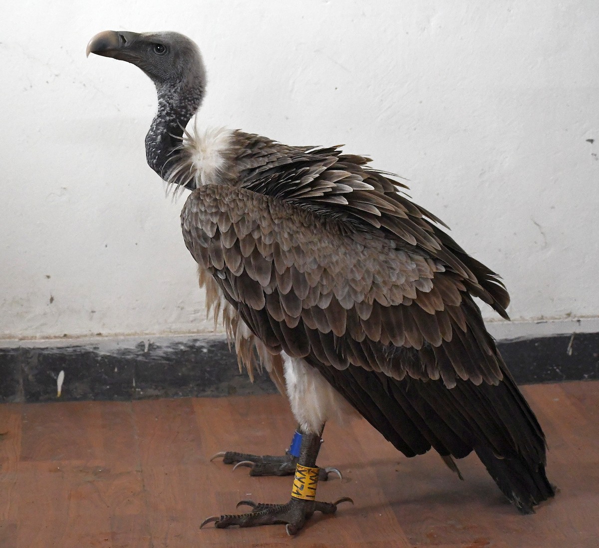 Indian Vulture - Praveen Joshi