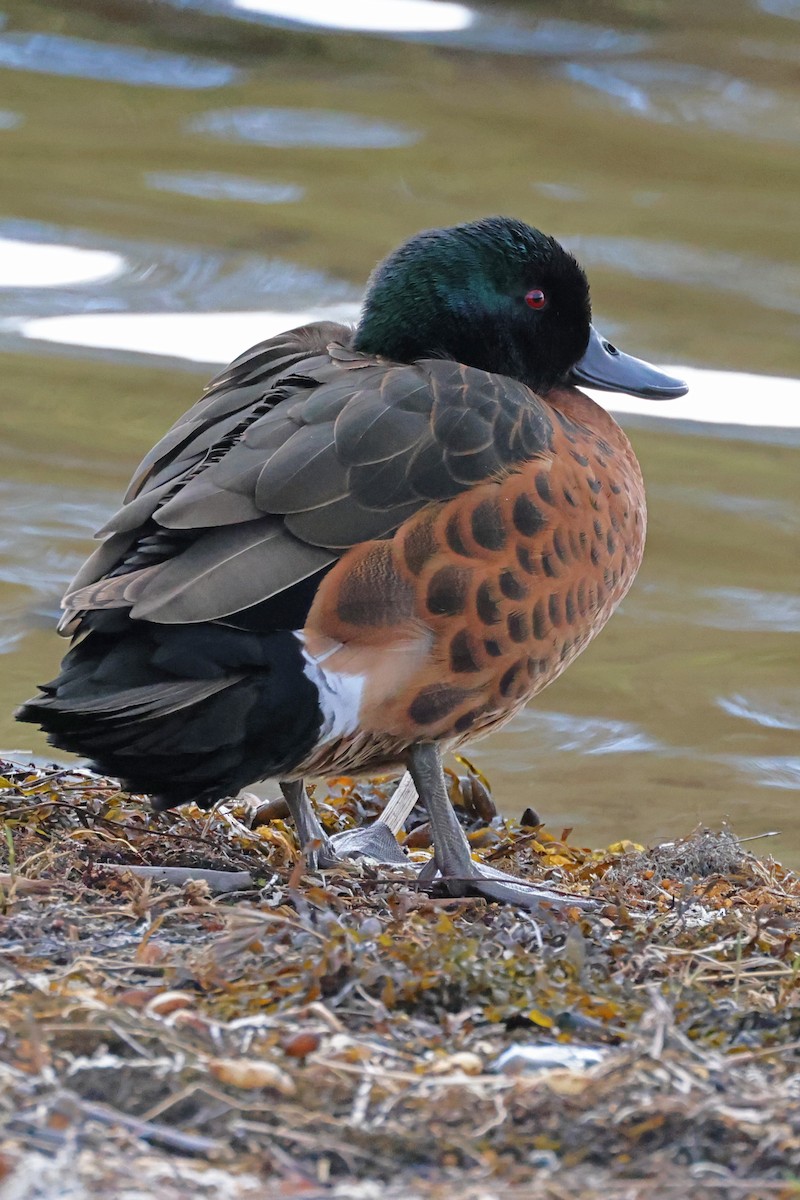 Chestnut Teal - ML623513275