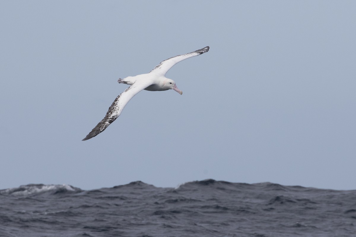 Snowy Albatross - Xu Shi