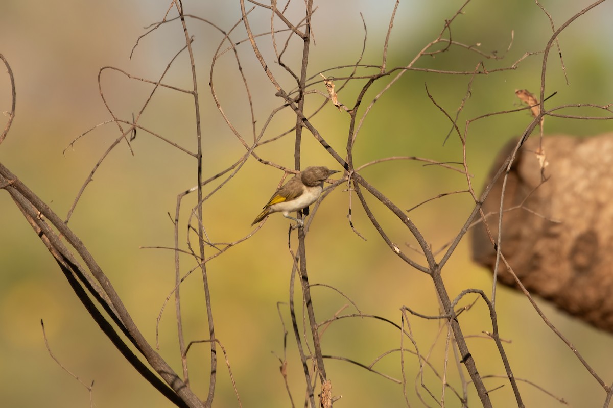 Rufous-throated Honeyeater - ML623513297