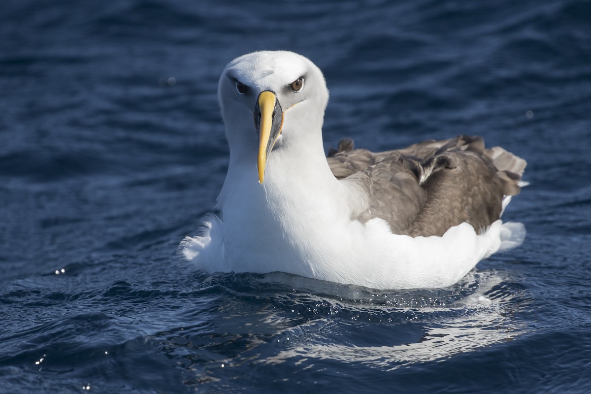 Albatros de Buller - ML623513298