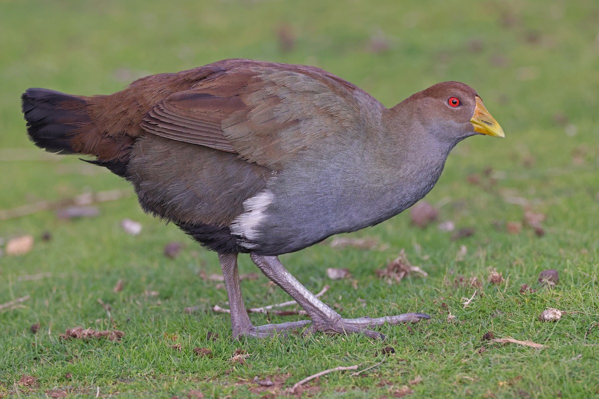 Tasmanian Nativehen - ML623513301