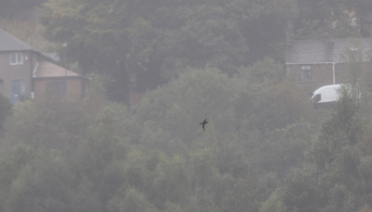 Common Scoter - ML623513341