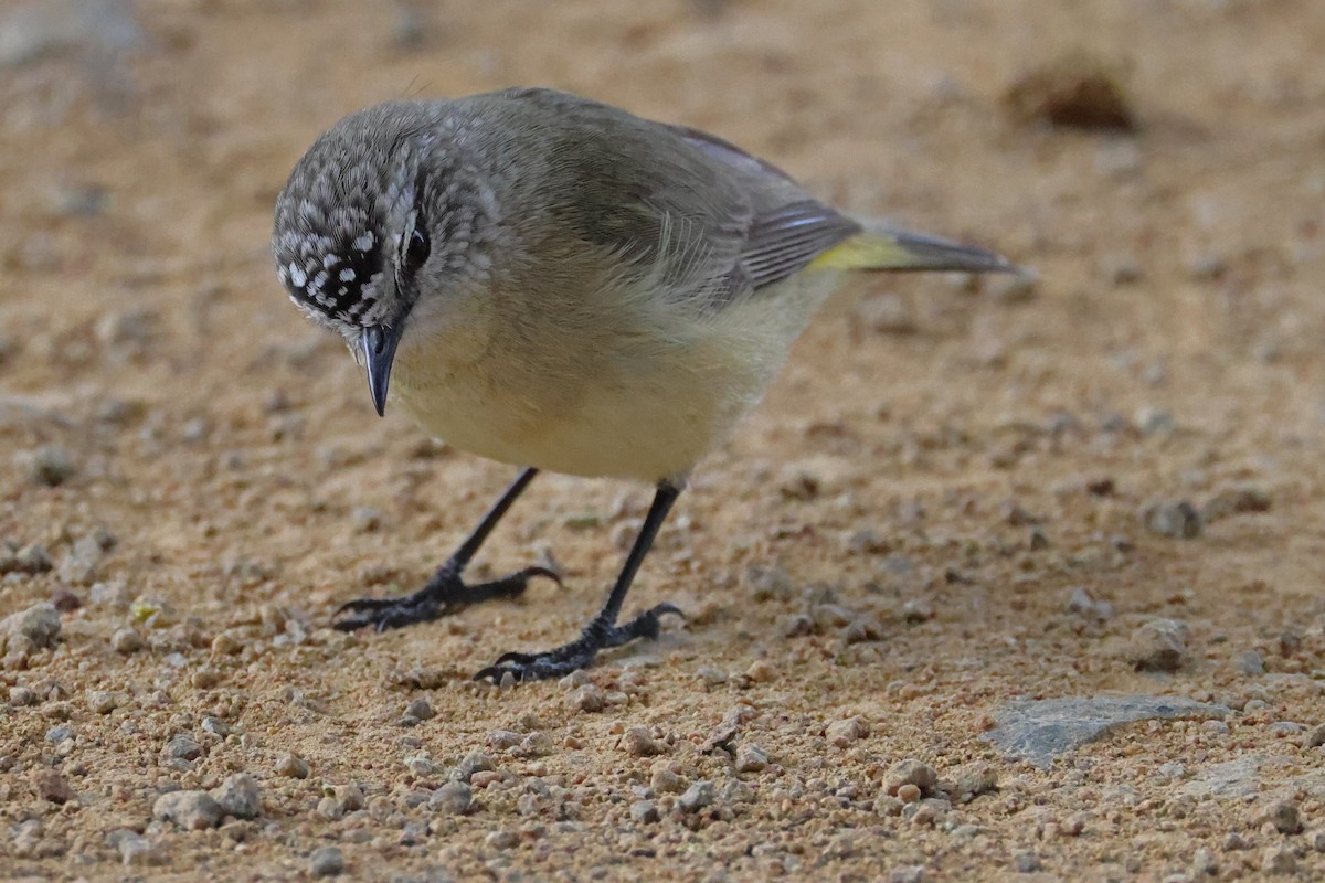 Yellow-rumped Thornbill - ML623513359