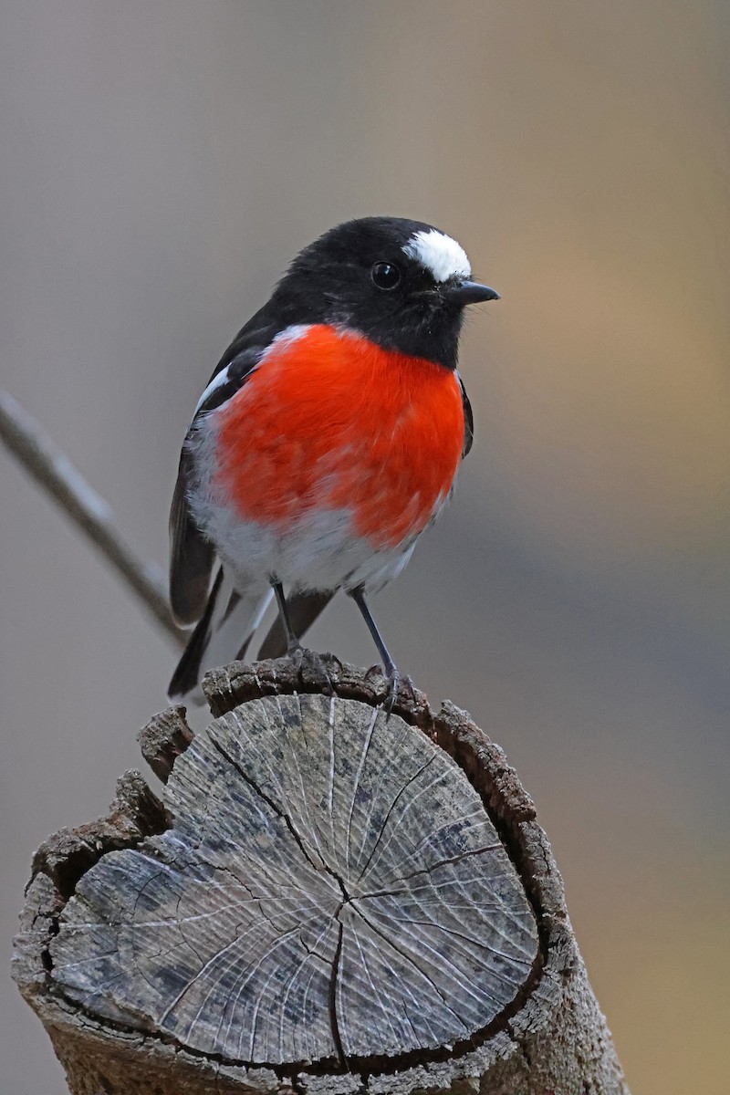 Scarlet Robin - ML623513365