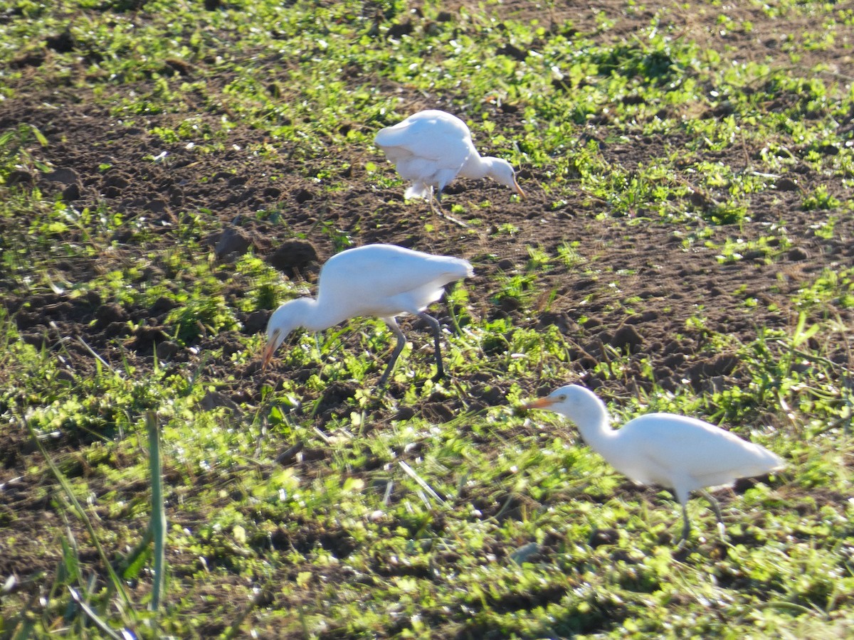 Western Cattle Egret - Eduardo Sevilla