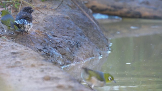 Silvereye - ML623513371