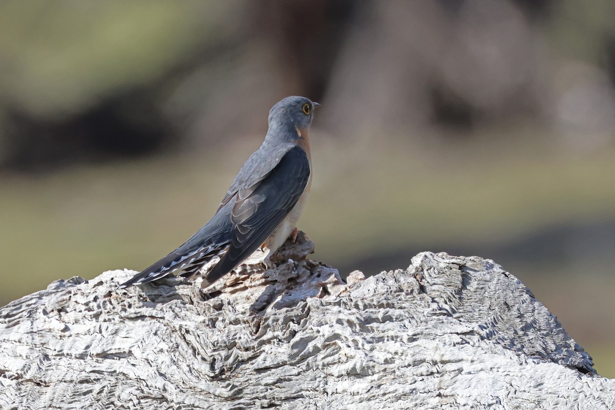 Fan-tailed Cuckoo - Ryan Graham