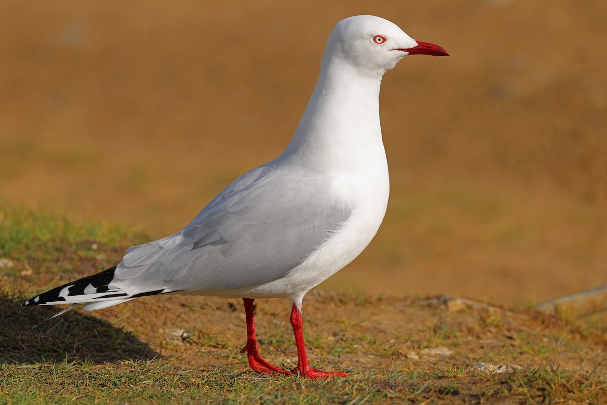 Silver Gull - ML623513393