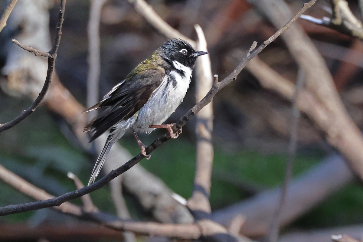 Black-headed Honeyeater - ML623513400