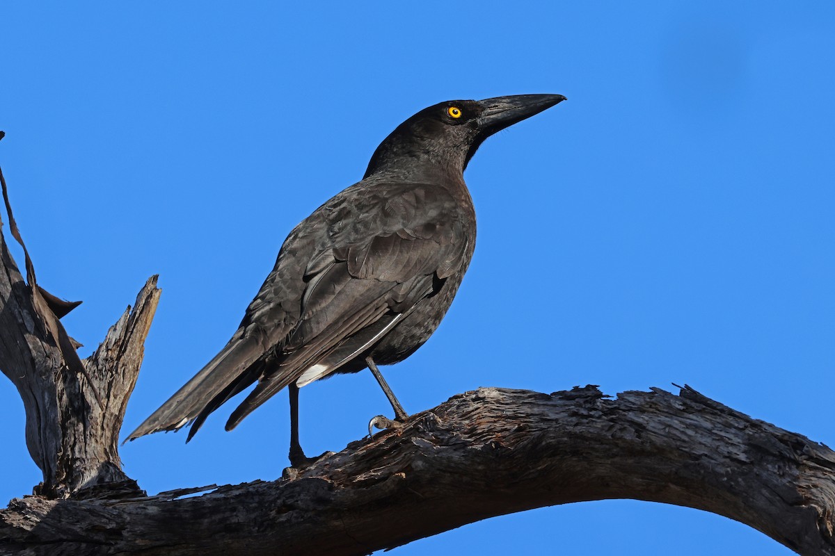 Black Currawong - ML623513402