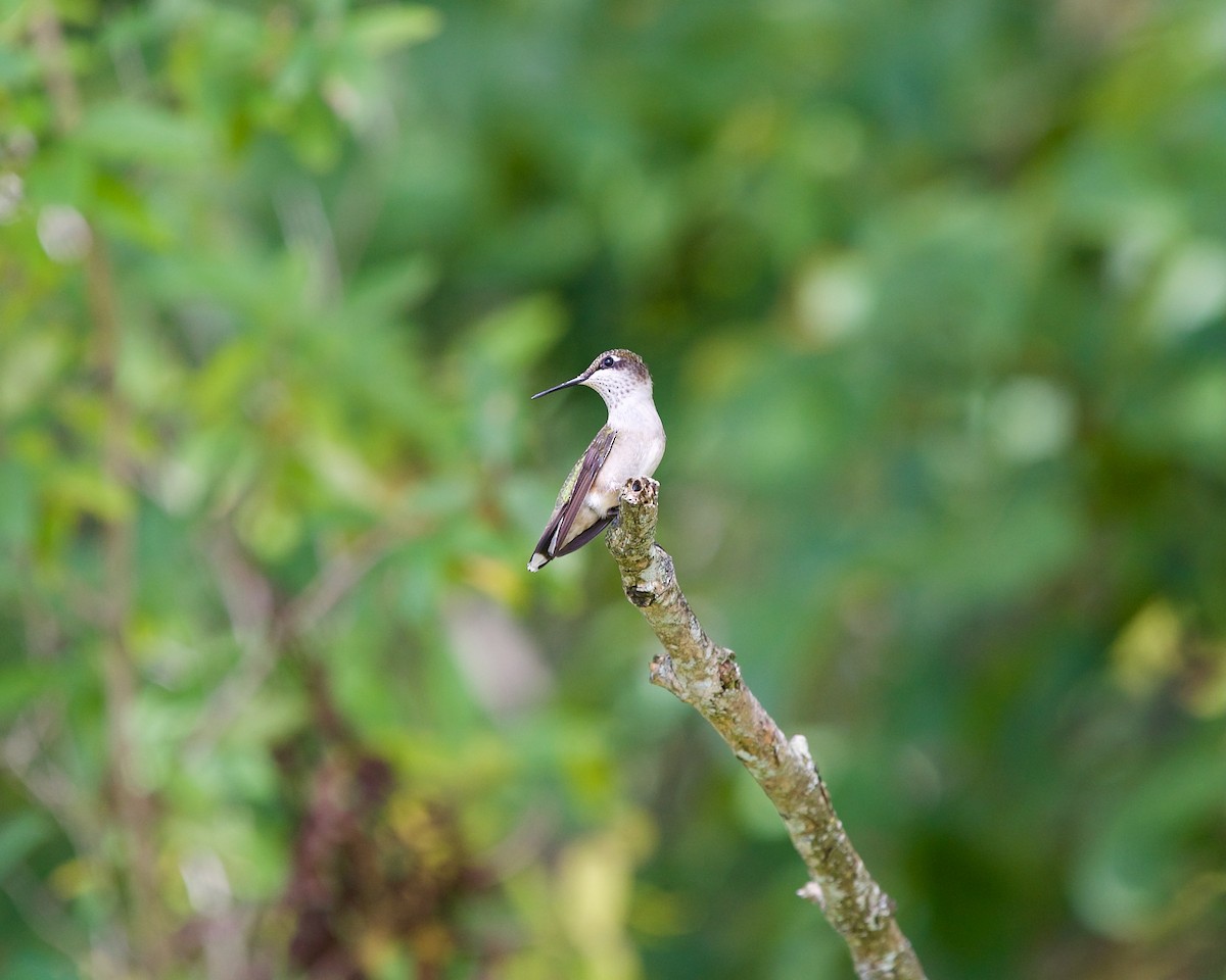 Ruby-throated Hummingbird - ML623513532
