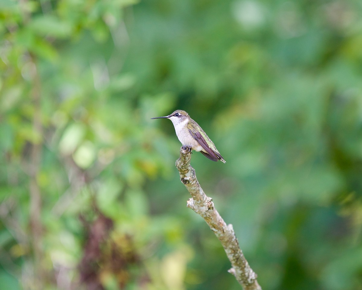 Ruby-throated Hummingbird - ML623513533