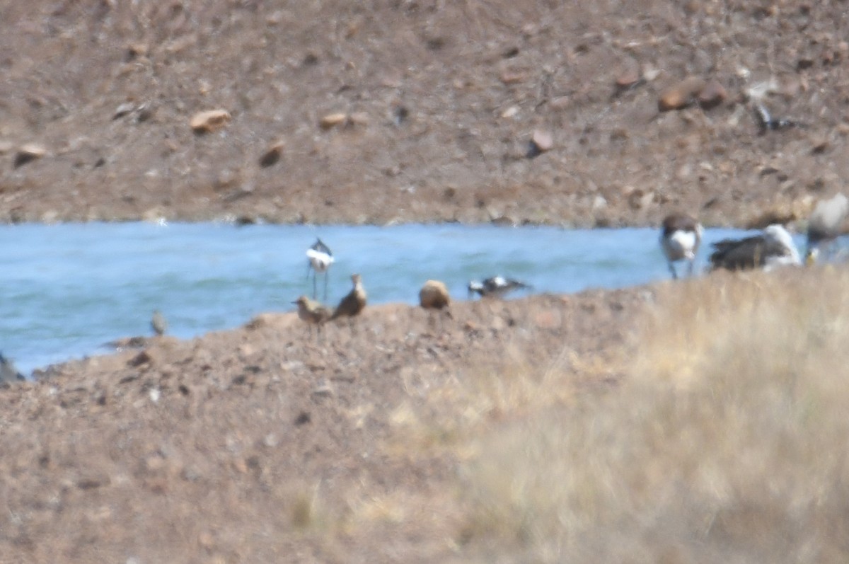 Australian Pratincole - ML623513537