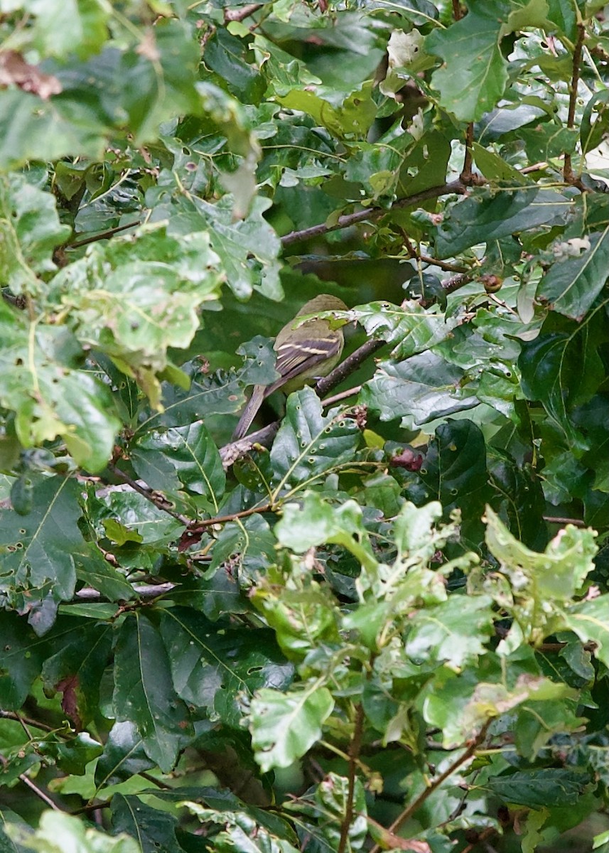 Yellow-bellied Flycatcher - ML623513558