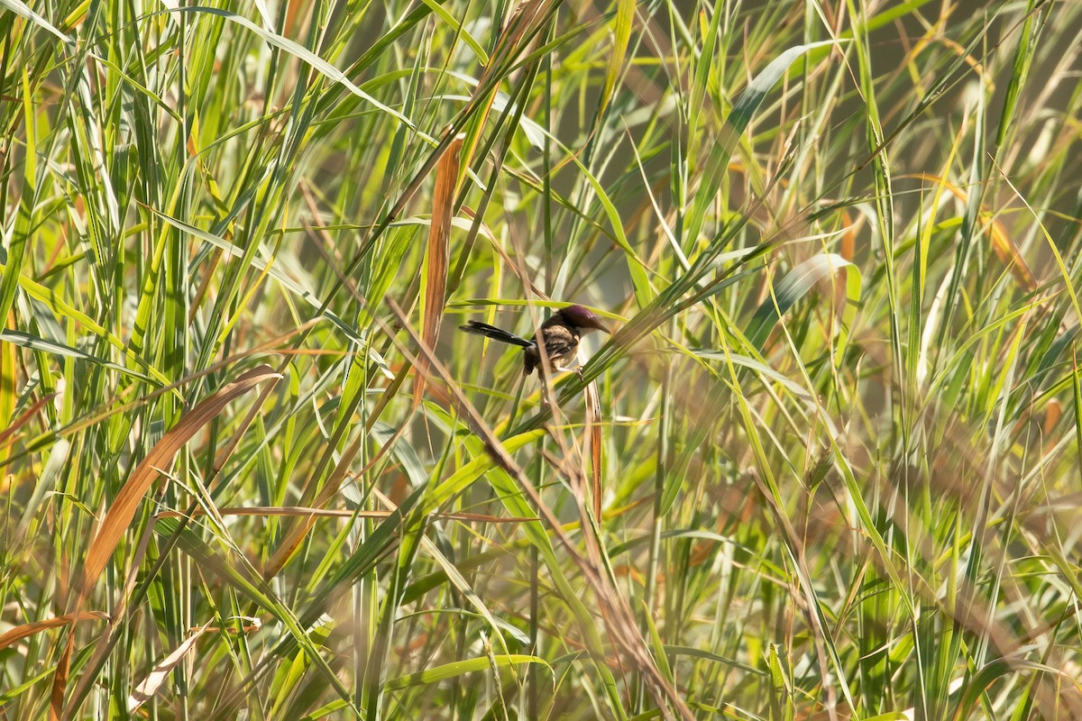 Purple-crowned Fairywren - ML623513561