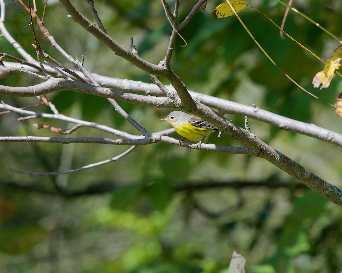 Magnolia Warbler - ML623513570