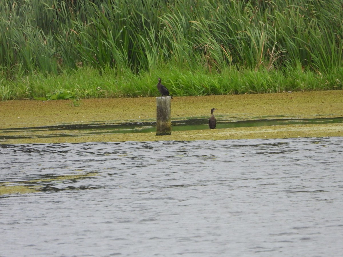 Pygmy Cormorant - ML623513572