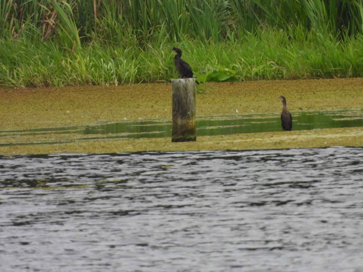 Pygmy Cormorant - ML623513580