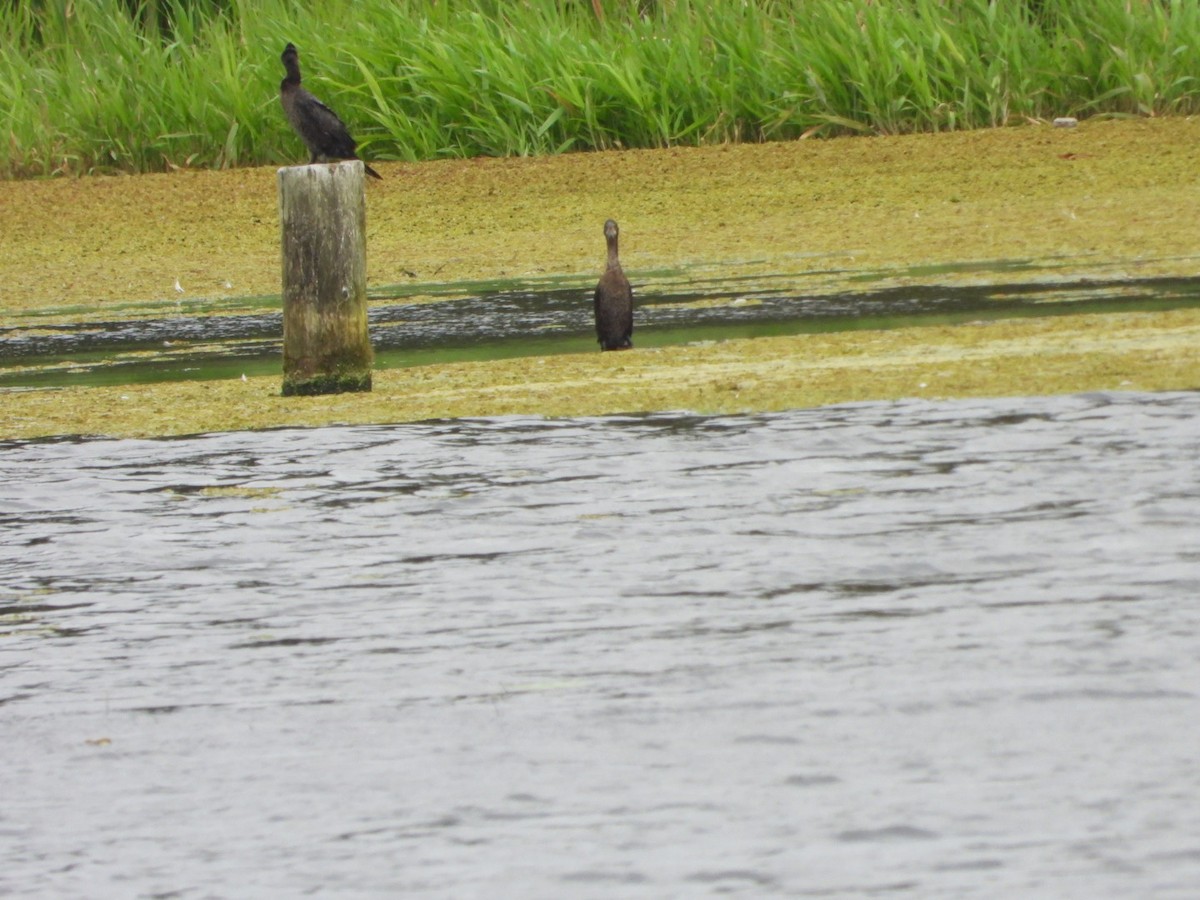 Pygmy Cormorant - ML623513581