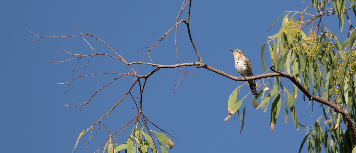 Horsfield's Bronze-Cuckoo - ML623513616