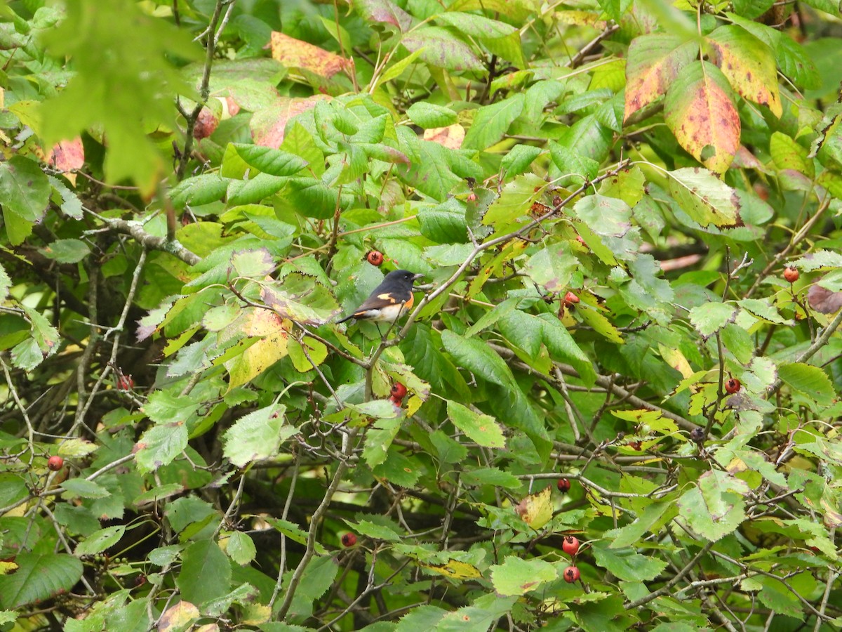 American Redstart - ML623513618