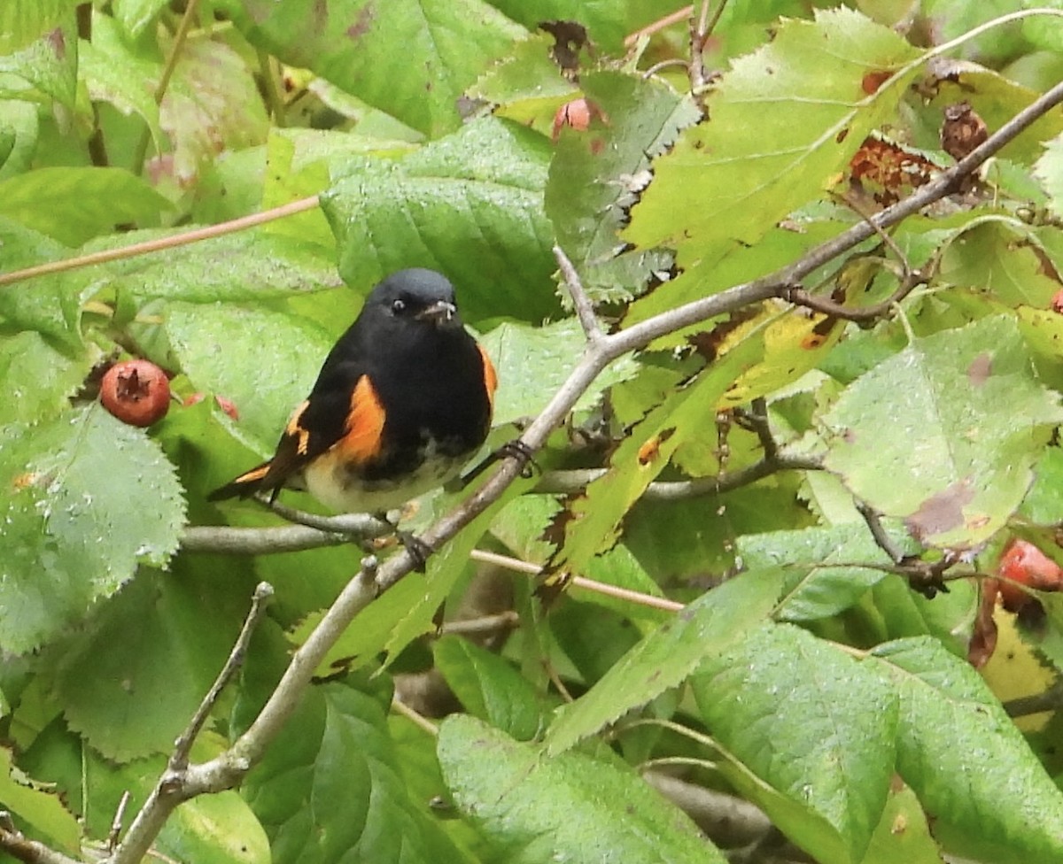 American Redstart - ML623513621