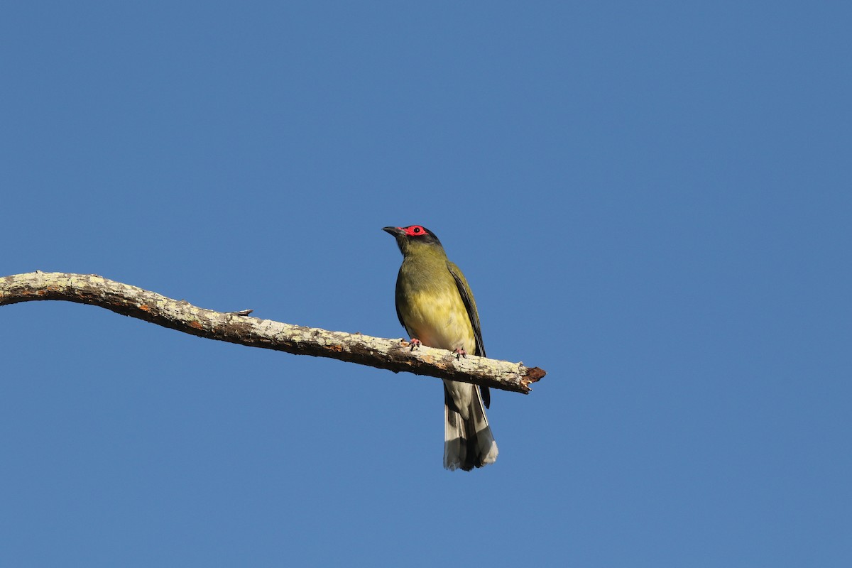 Australasian Figbird - ML623513627